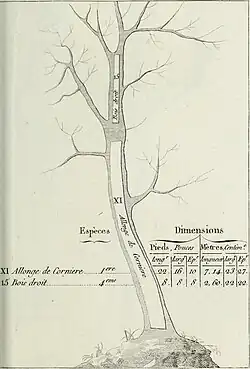 Allonge de cornière; Bois droit