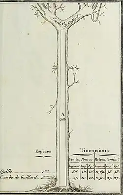 Quille, Courbe de gaillard