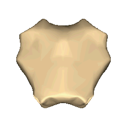 Forme de manubrium sternal