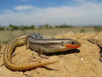 Description de l'image Many-lined Skink.jpg.