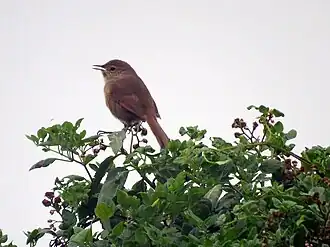 Description de l'image Maquis Canastero imported from iNaturalist photo 339334024 on 14 February 2024.jpg.