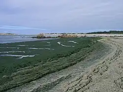 Marée verte en raison du pollutions en nitrates des eaux de ruissellement.