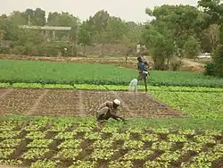 Maraîchers à Bamako.