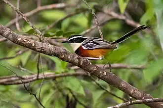 Description de l'image Marañón Crescentchest imported from iNaturalist photo 114835231 on 5 August 2024.jpg.