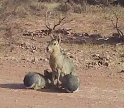Famille de maras au parc national Sierra de las Quijadas en 2014