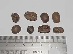 Grains de café Maragogype.