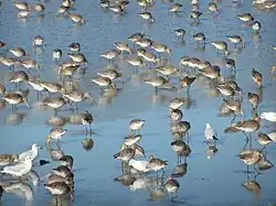 Hivernage d'oiseaux des marais à Trévaly.