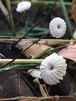 Marasme petite roue (Marasmius rotula)