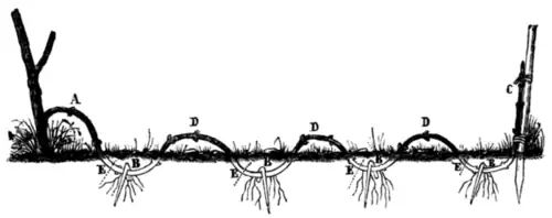 Marcottage en serpenteaux.