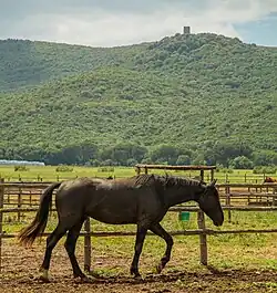 Cheval noir vu de profil marchant au pas.
