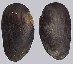 Margaritifera margaritifera