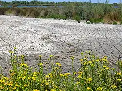 Marguerites jaunes en bordure de sansouïre