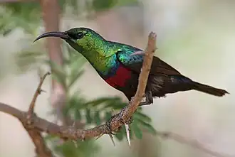 Description de cette image, également commentée ci-après