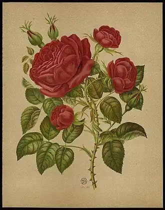 Image illustrative de l’article Marie Baumann