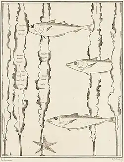 Marine : les trois merlans (1934)