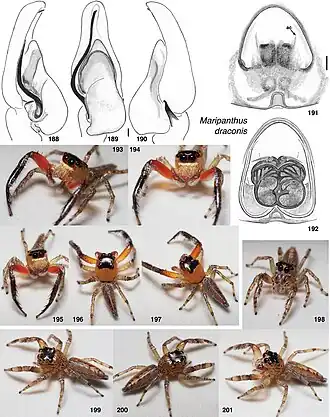 Description de l'image Maripanthus draconis (10.3897-zookeys.1004.57526) Figures 188–201.jpg.