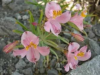 Description de l'image Mariposa del Campo (3435629865).jpg.