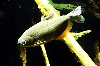 Description de l'image Markiana nigripinnis.JPG.