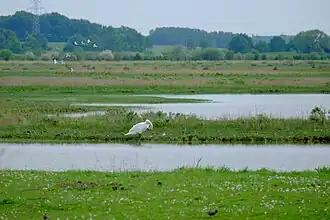 Image illustrative de l’article Markiezaatsmeer