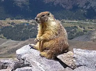 Marmotte à ventre jaune.