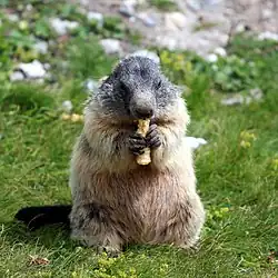 Marmotte dressée sur ses pattes arrière et en train de manger.