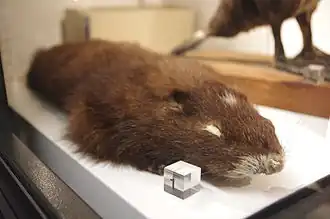 Description de l'image Marmota vancouverensis at the Beaty Biodiversity Museum.JPG.