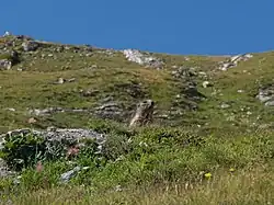 Animal à fourrure sortant la tête derrière un talus d'herbe.