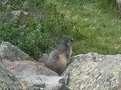 Marmotte, Marmota marmota.