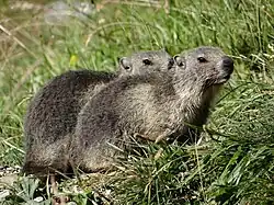 Marmottons dans le parc national de la Vanoise.
