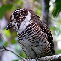 Brachyptérolle pittoïde.