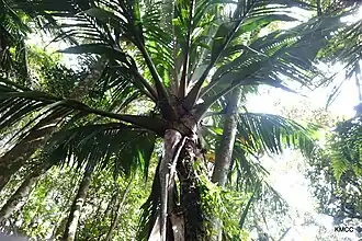 Description de l'image Marojejya insignis imported from iNaturalist photo 2532403 on 17 November 2023.jpg.