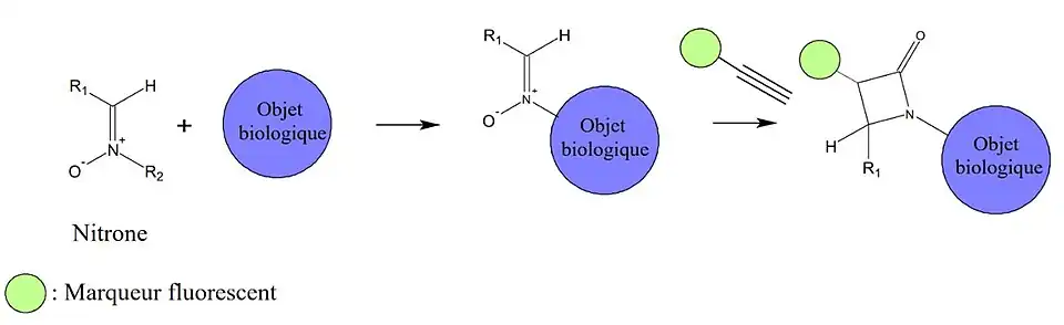 Schéma explicatif du marquage fluorescent