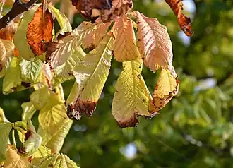 Image illustrative de l’article Chancre bactérien du marronnier
