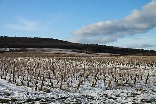 Vignes à Marsannay-la-Côte sous la neige.