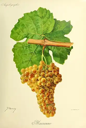 Marsanne (cépage)