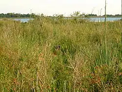 Cerf des marais dans les roseaux aux Esteros del Iberá en novembre 2006.