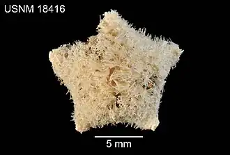 Pteraster acicula (USNM)