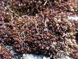 Description de l'image Marsupella profunda.jpg.