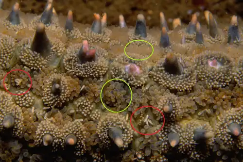 Bras de Marthasterias glacialis : Les gros pédicellaires sont entourés en rouges, et les épines dermiques sont protégées par des touffes de plus petits. (en jaune, les papules respiratoires)