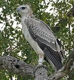 Parc national Kruger, Afrique du Sud