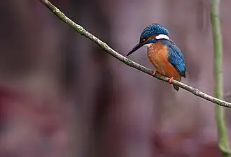 Martin-pêcheur observant sa future proie.