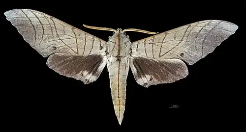 Marumba Sperchius Sumatranus Avers du mâle (coll.MHNT)