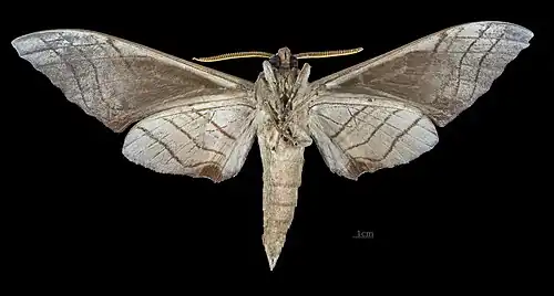 Marumba Sperchius Sumatranus Revers du mâle (coll.MHNT)