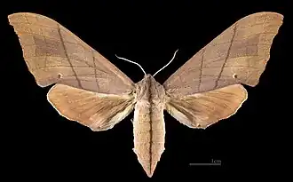 Marumba cristata cristata ♀ MHNT