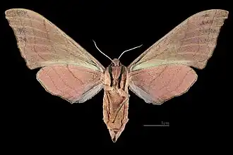 Marumba cristata cristata ♀ △ MHNT