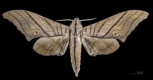 Marumba cristata titan ♂ MHNT