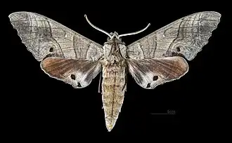 Marumba dyras dyras ♂ (coll.MHNT)