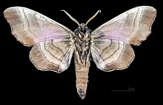 Marumba gaschkewitschii carstanjeni revers du mâle (coll.MHNT)