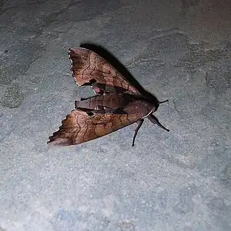 Description de cette image, également commentée ci-après