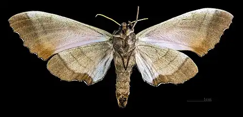 Marumba gaschkewitschii echephron ♀ △ MHNT